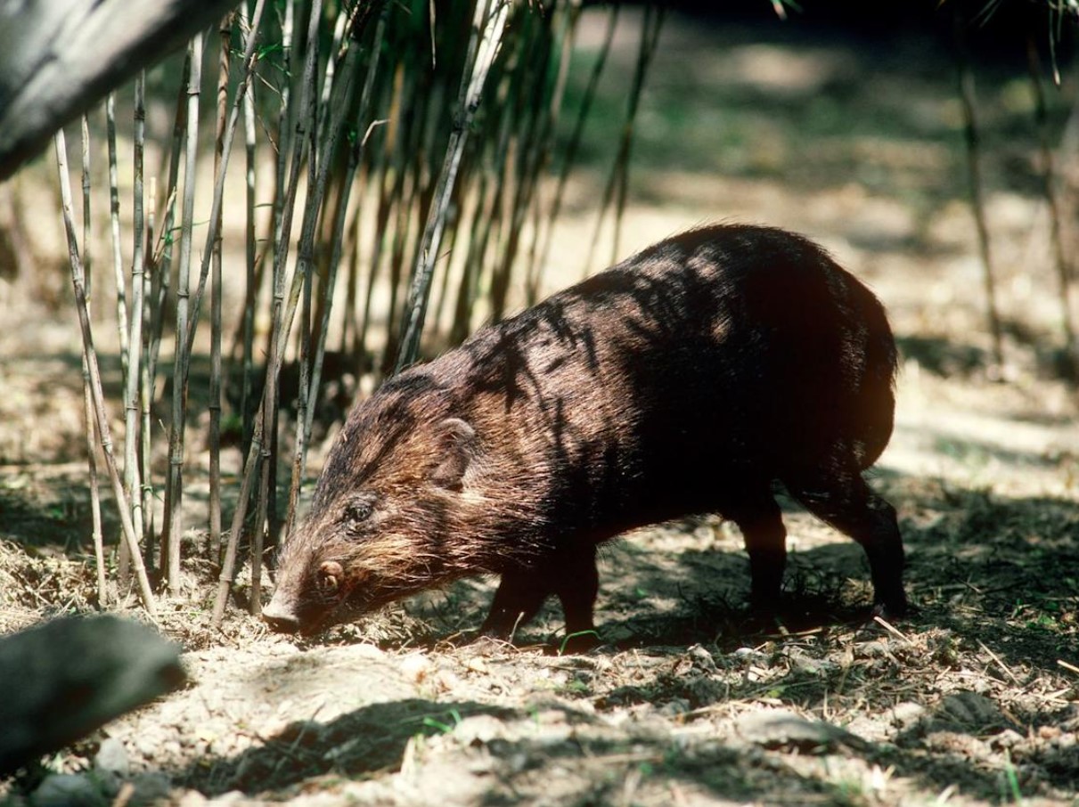 Porcula salvania