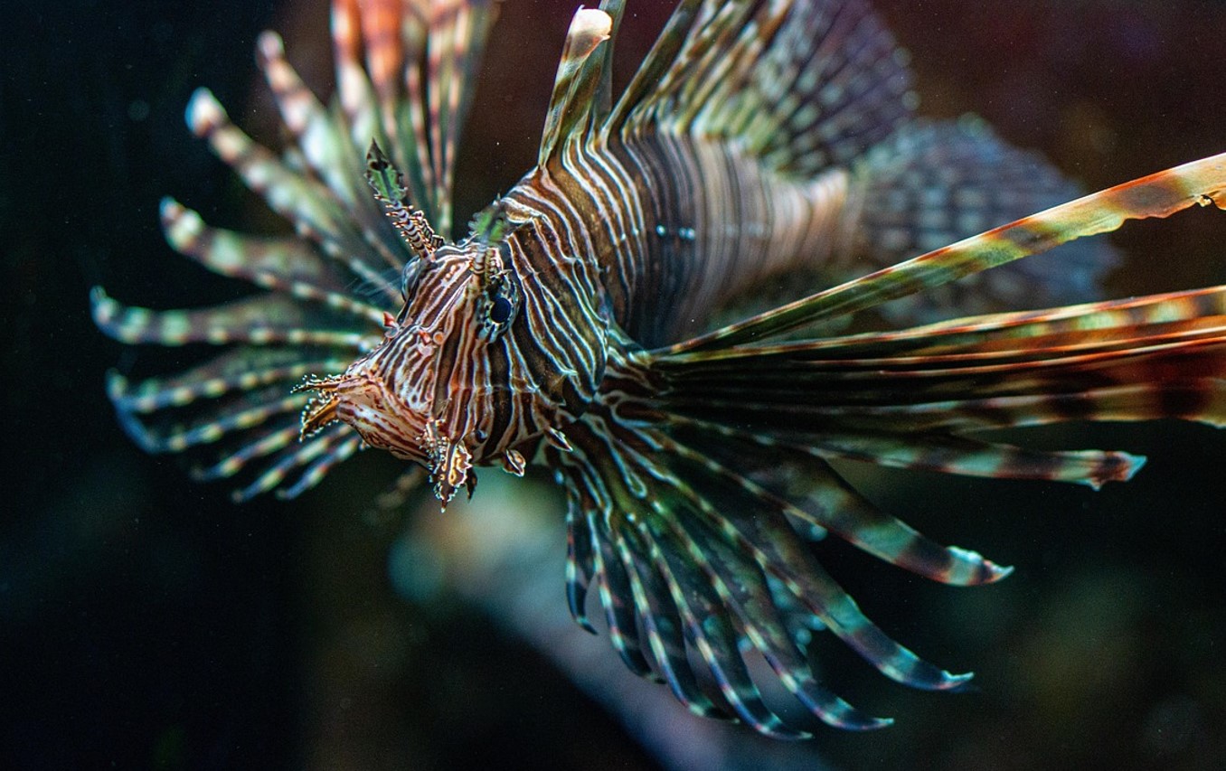 Pterois miles