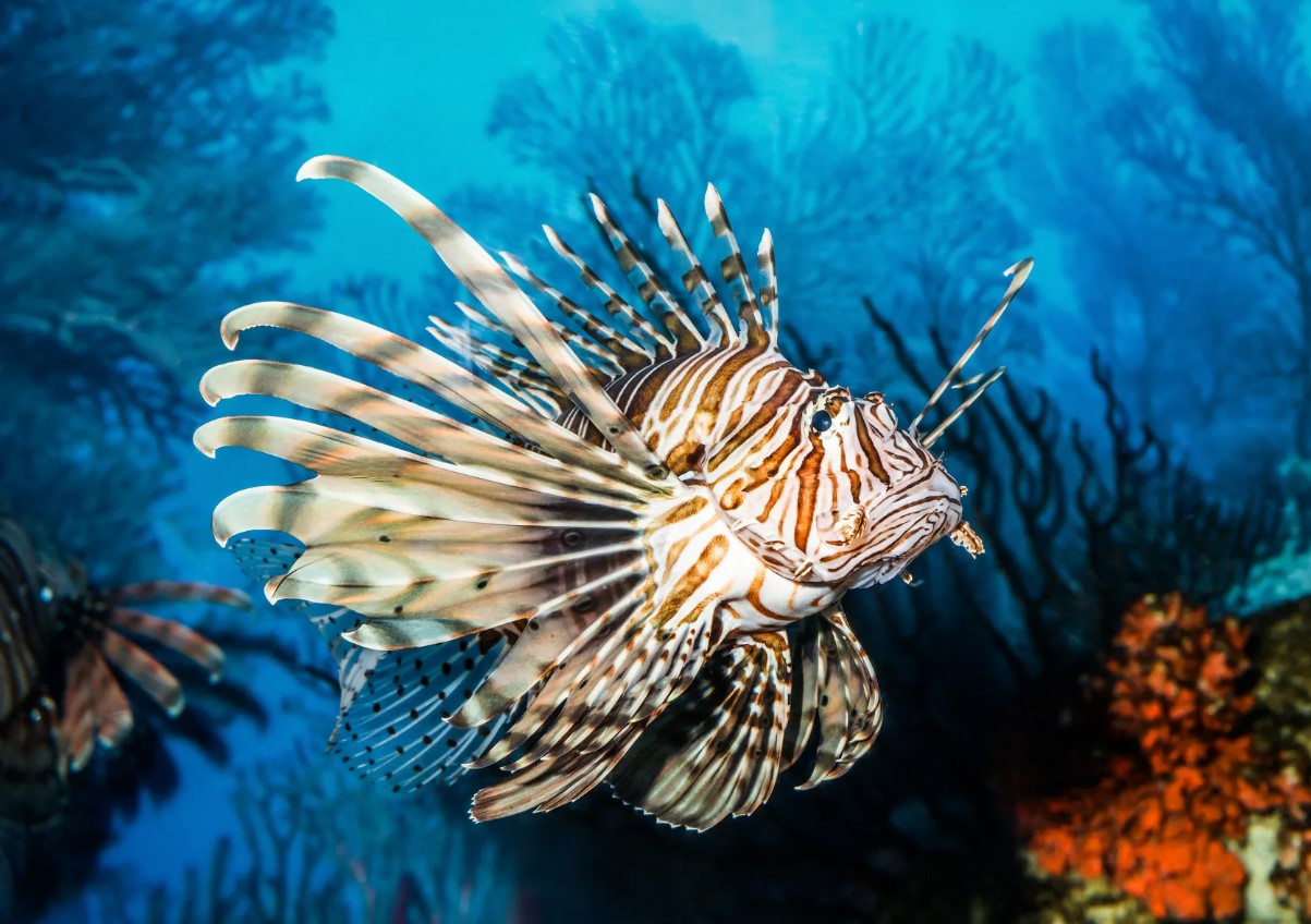 Pterois miles