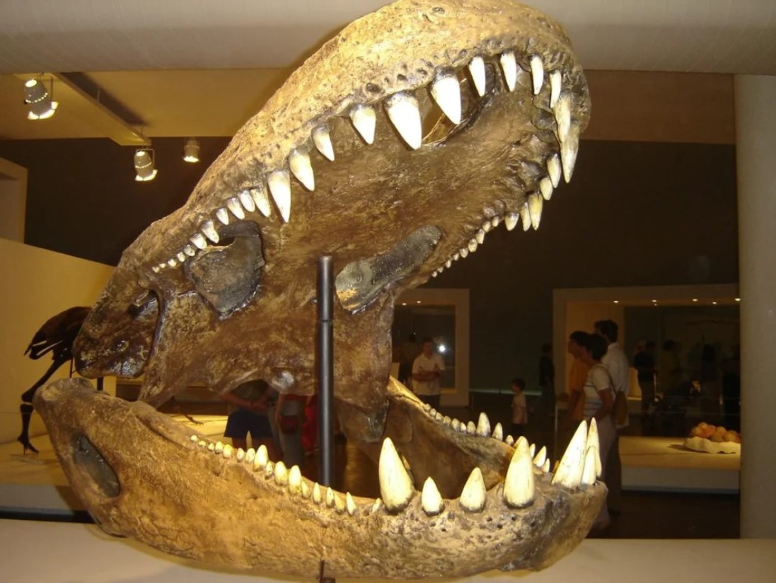 Purussaurus neivensis