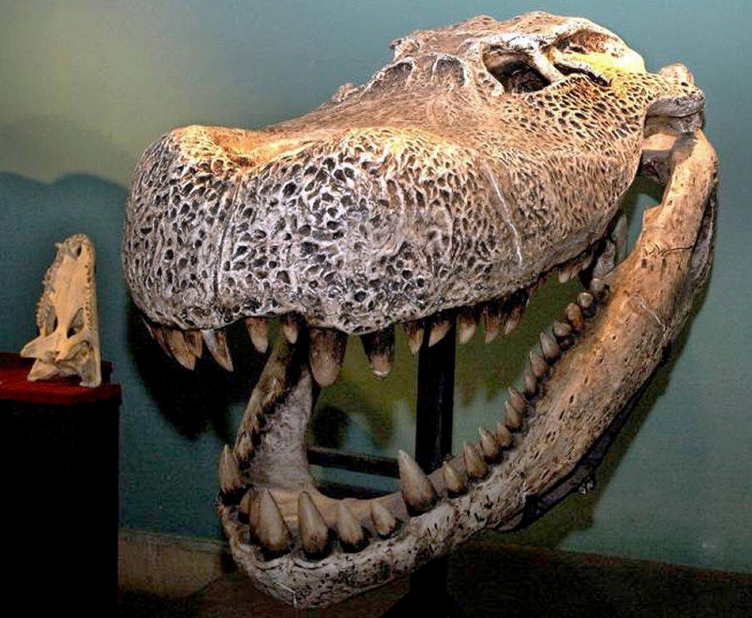 Purussaurus neivensis