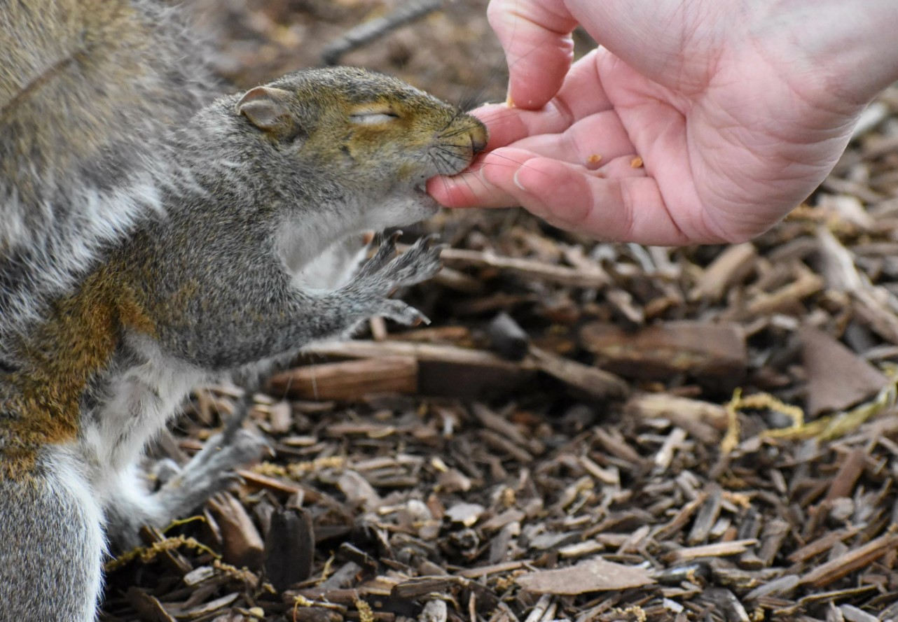 Rabies: hvordan selv egern kan blive en trussel for mennesker