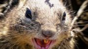 Rabies: hvordan selv egern kan blive en trussel for mennesker