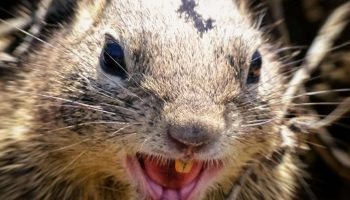 Rabies: hvordan selv egern kan blive en trussel for mennesker