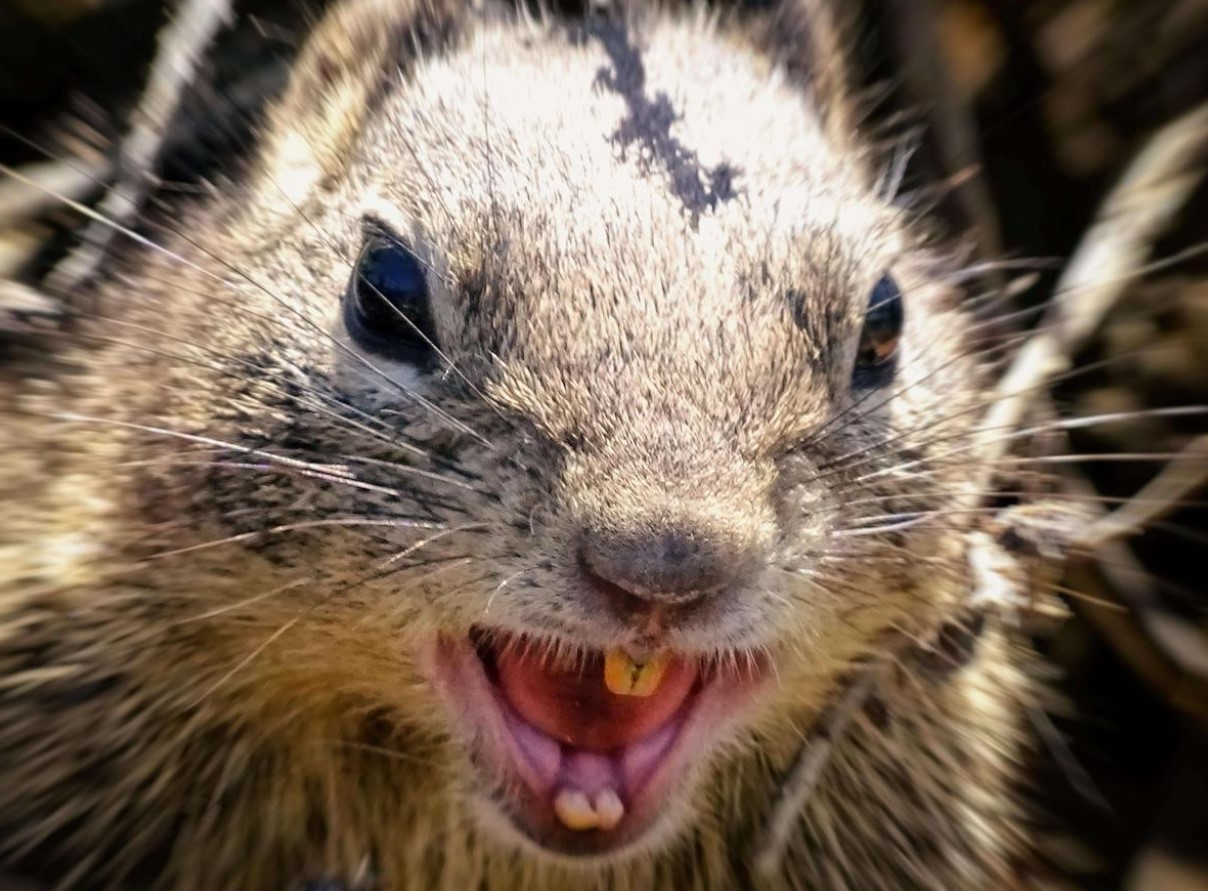 Rabies: hvordan selv egern kan blive en trussel for mennesker