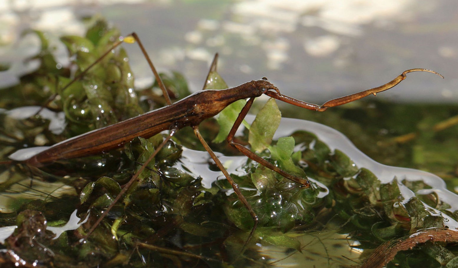Ranatra linearis
