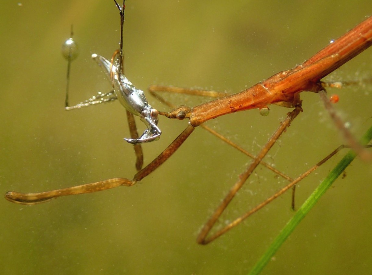 Ranatra linearis
