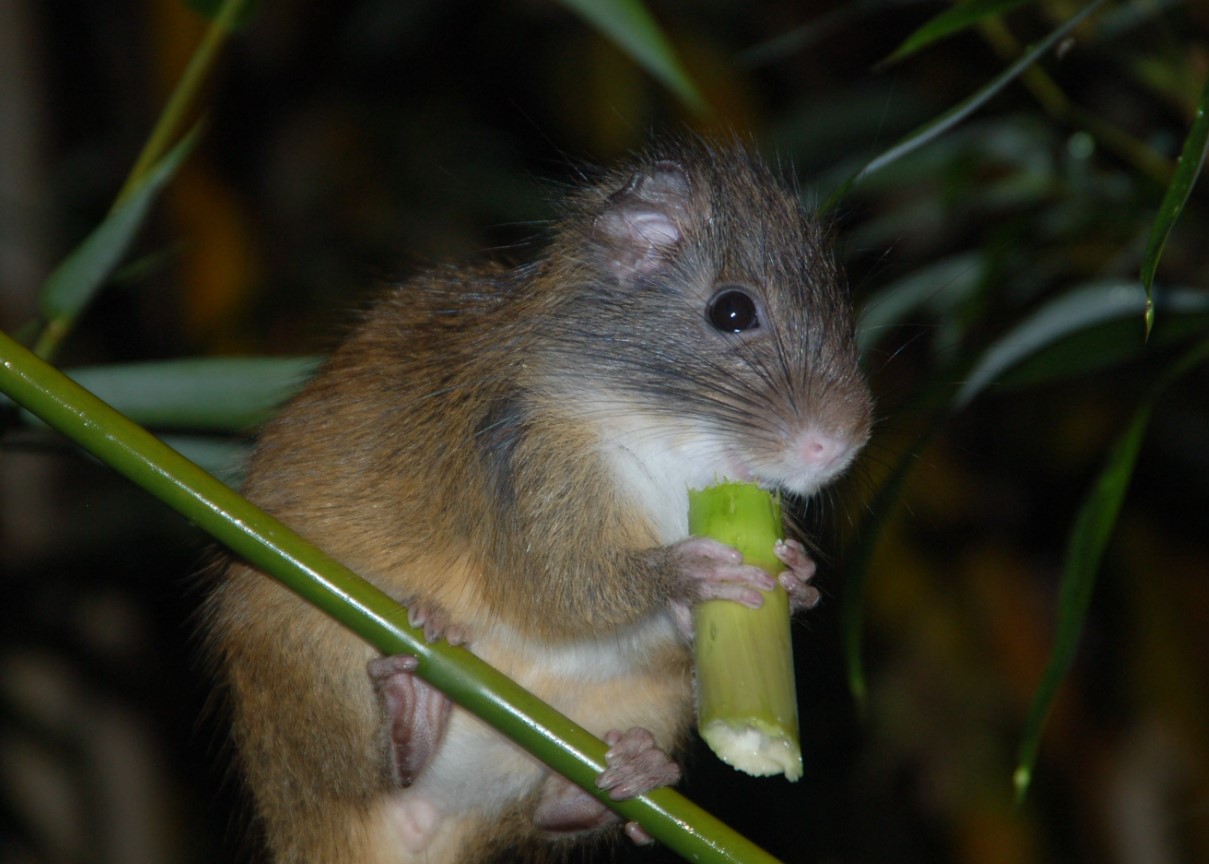 Rhizomys sumatrensis
