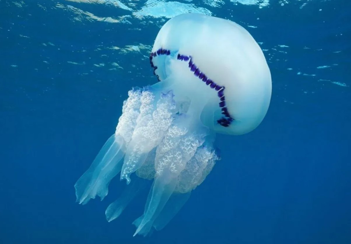 Rhizostoma pulmo