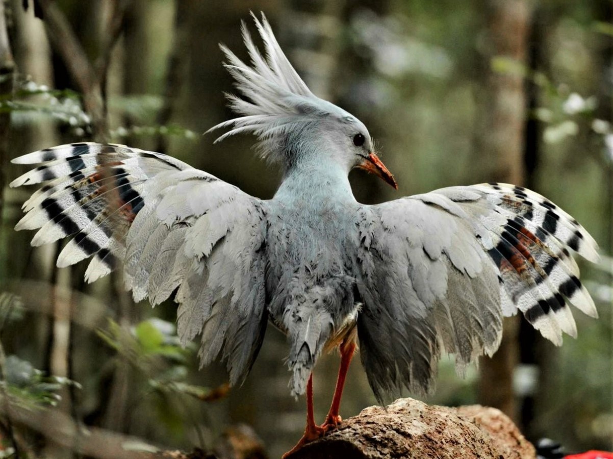 Kagu – en fugl uden slægtninge