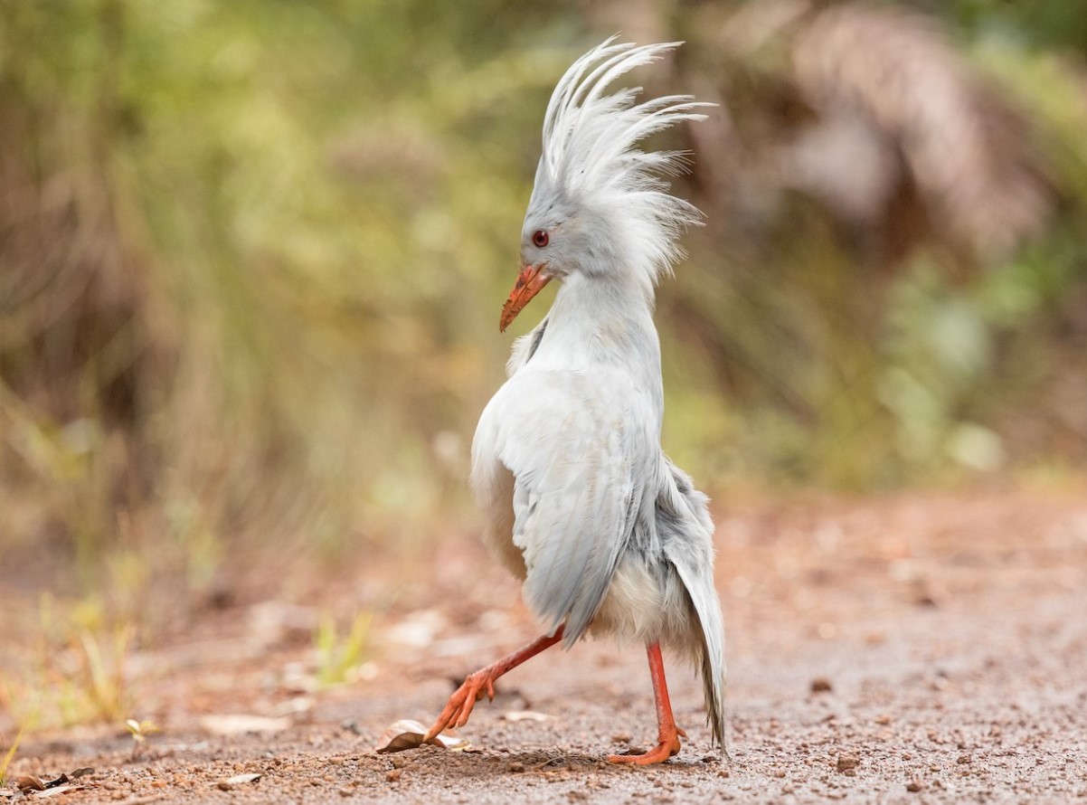 Kagu – en fugl uden slægtninge