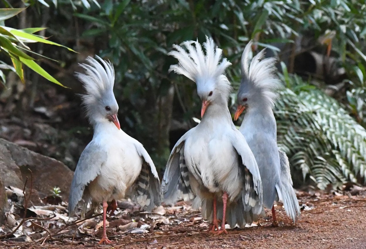 Kagu – en fugl uden slægtninge