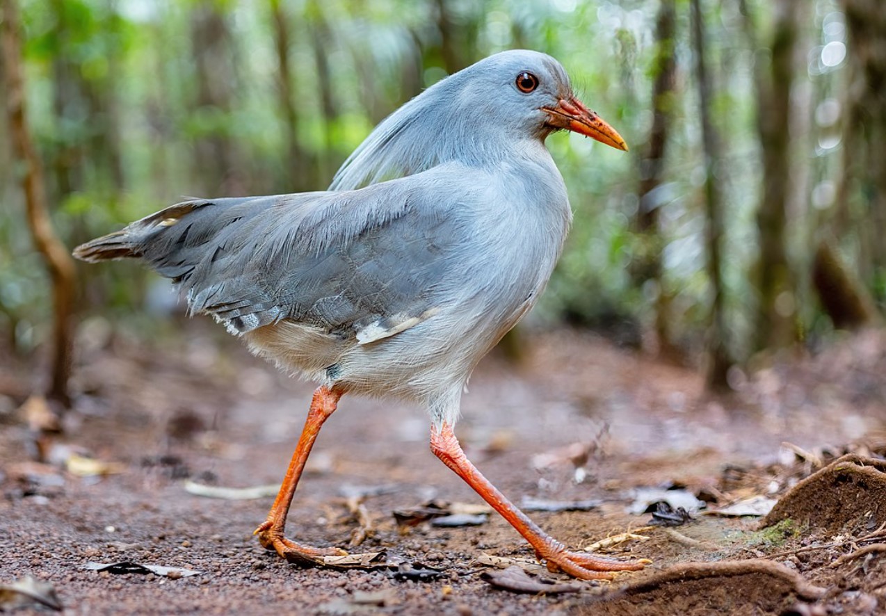 Rhynochetos jubatus