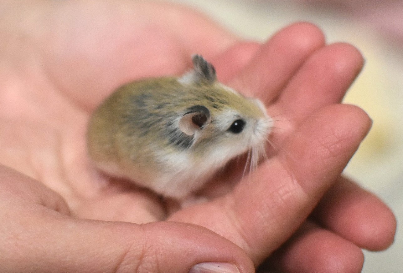 Pas på, ikke knus Roborovskis hamster!