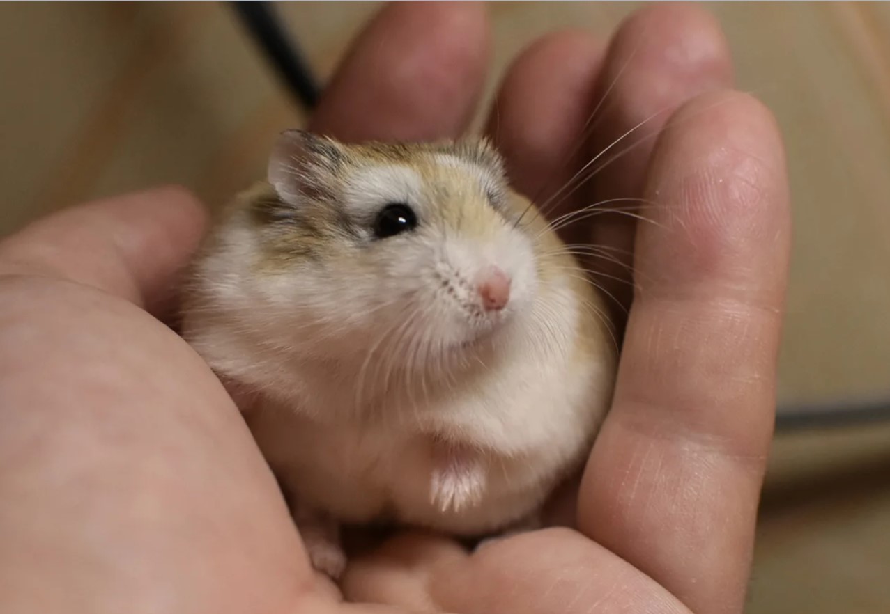 Pas på, ikke knus Roborovskis hamster!