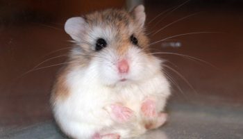 Pas på, ikke knus Roborovskis hamster!