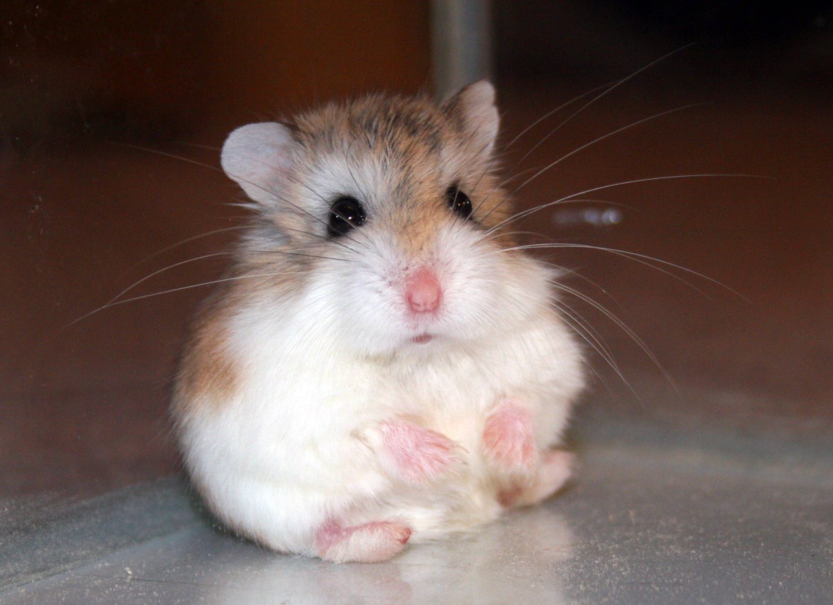 Pas på, ikke knus Roborovskis hamster!