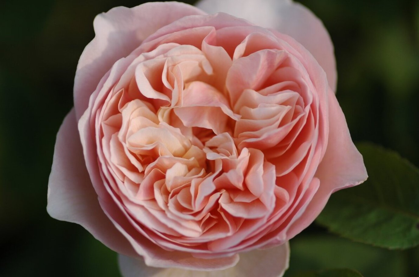 Rose Sweet Juliet