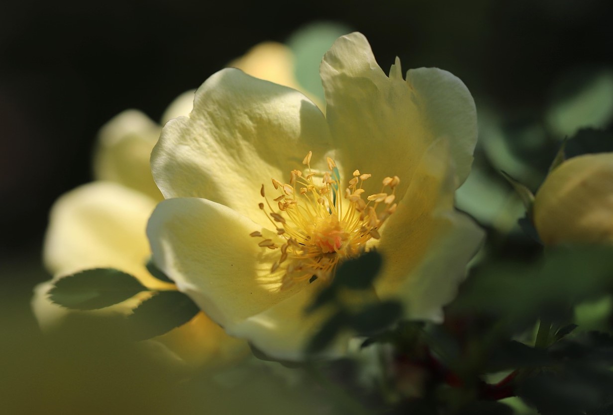 Den bedste gødning til roser i august: for frodig blomstring og forberedelse til vinteren