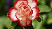 Den bedste gødning til roser i august: for frodig blomstring og forberedelse til vinteren