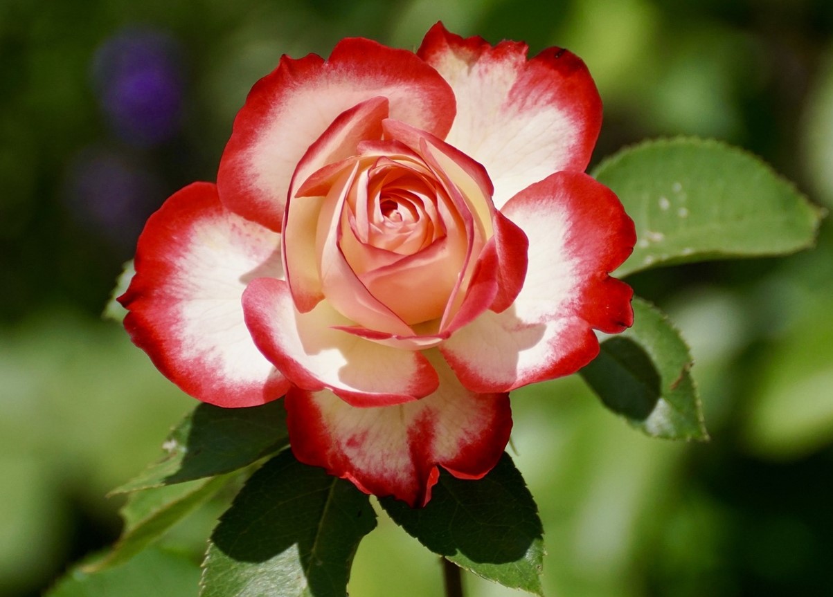 Den bedste gødning til roser i august: for frodig blomstring og forberedelse til vinteren