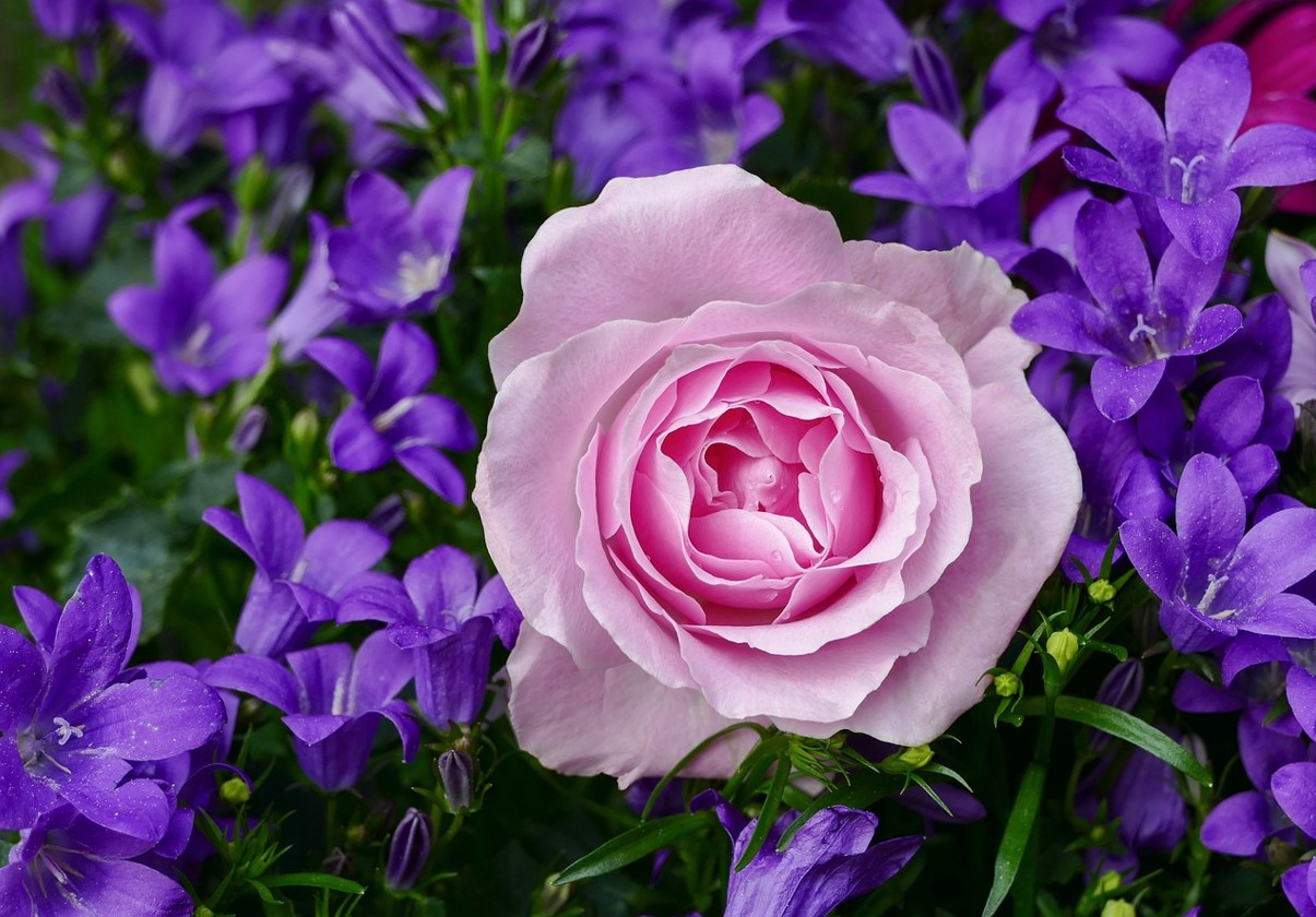 Den bedste gødning til roser i august: for frodig blomstring og forberedelse til vinteren