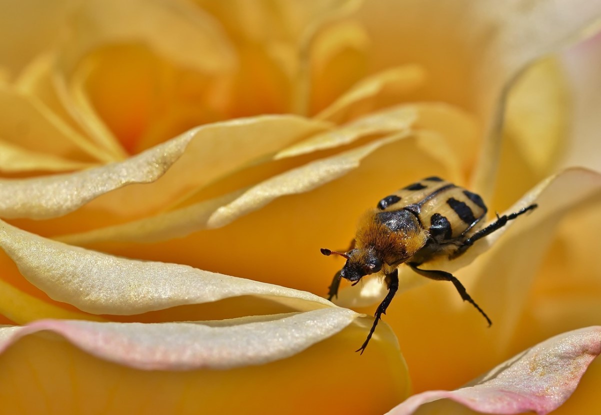 Den bedste gødning til roser i august: for frodig blomstring og forberedelse til vinteren