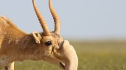 En million antiloper invaderer Rusland og tvinger landmænd til at bede om at skyde dem fra helikoptere