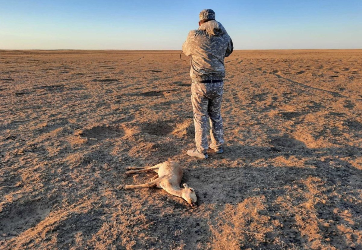 En million antiloper invaderer Rusland og tvinger landmænd til at bede om at skyde dem fra helikoptere