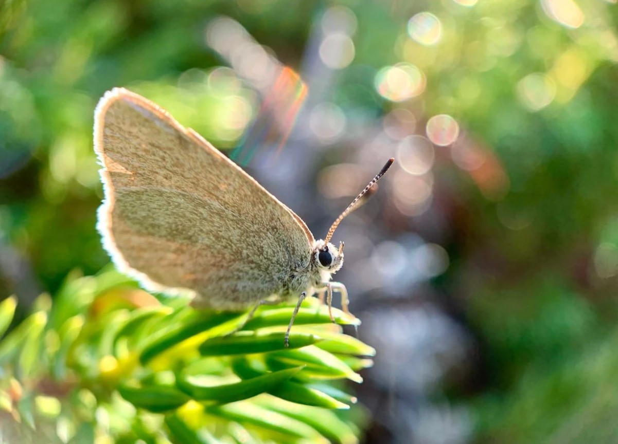 Satyrium curiosolus