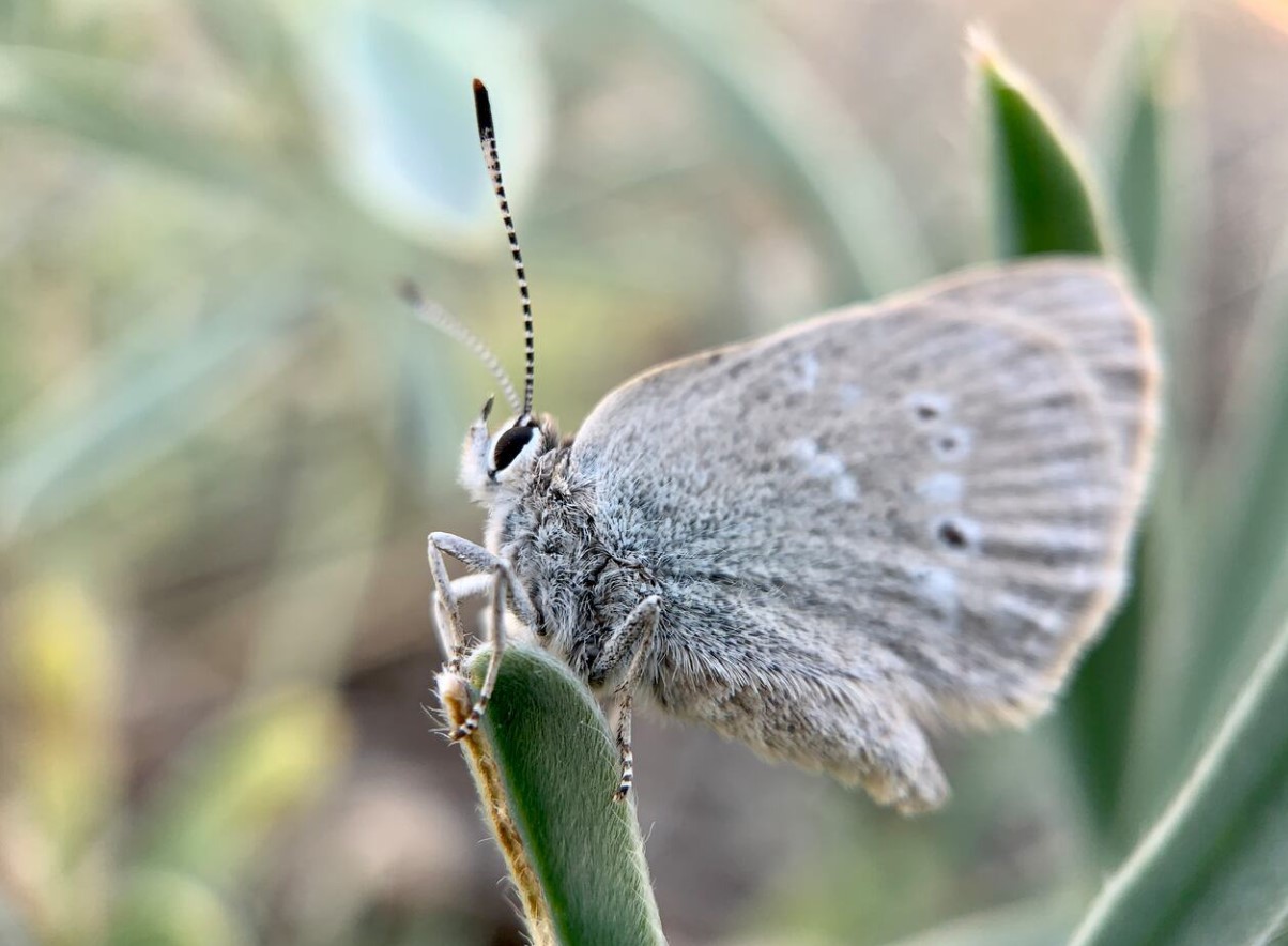 Satyrium curiosolus