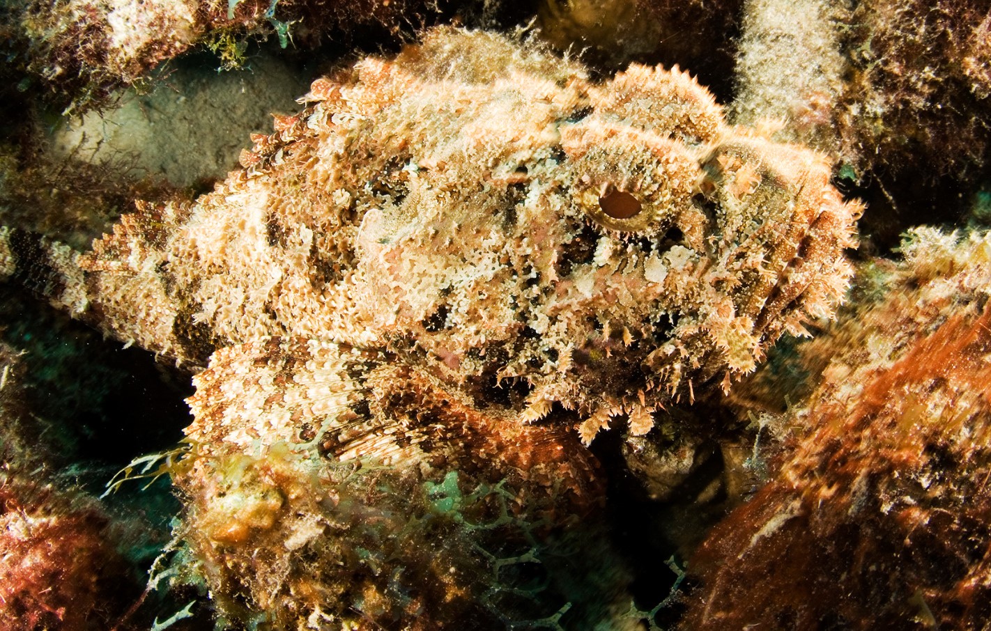 Scorpaena plumieri