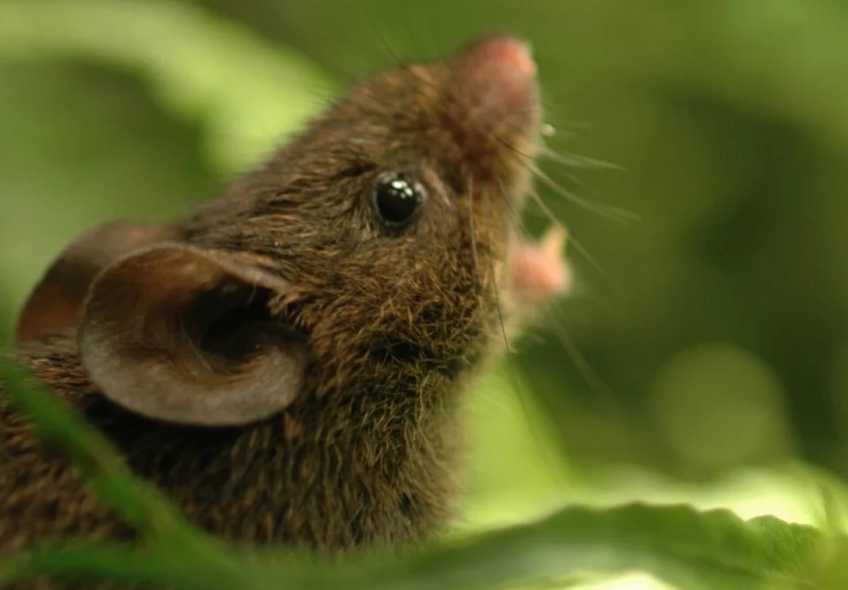 Scotinomys teguina