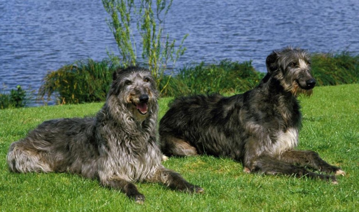 Hurtig jæger og kærlig ledsager: Deerhound (skotsk hjortehund)
