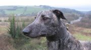 Hurtig jæger og kærlig ledsager: Deerhound (skotsk hjortehund)