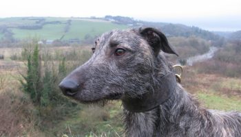 Hurtig jæger og kærlig ledsager: Deerhound (skotsk hjortehund)