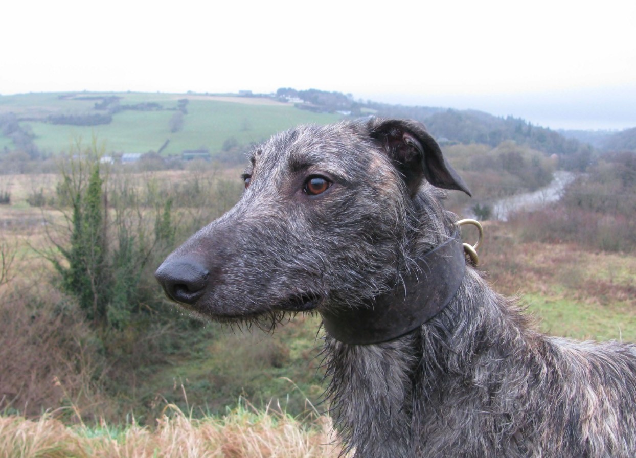 Hurtig jæger og kærlig ledsager: Deerhound (skotsk hjortehund)