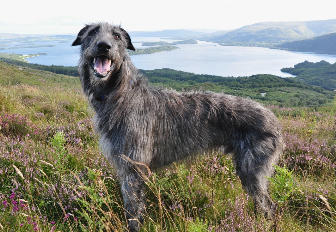 Hurtig jæger og kærlig ledsager: Deerhound (skotsk hjortehund)