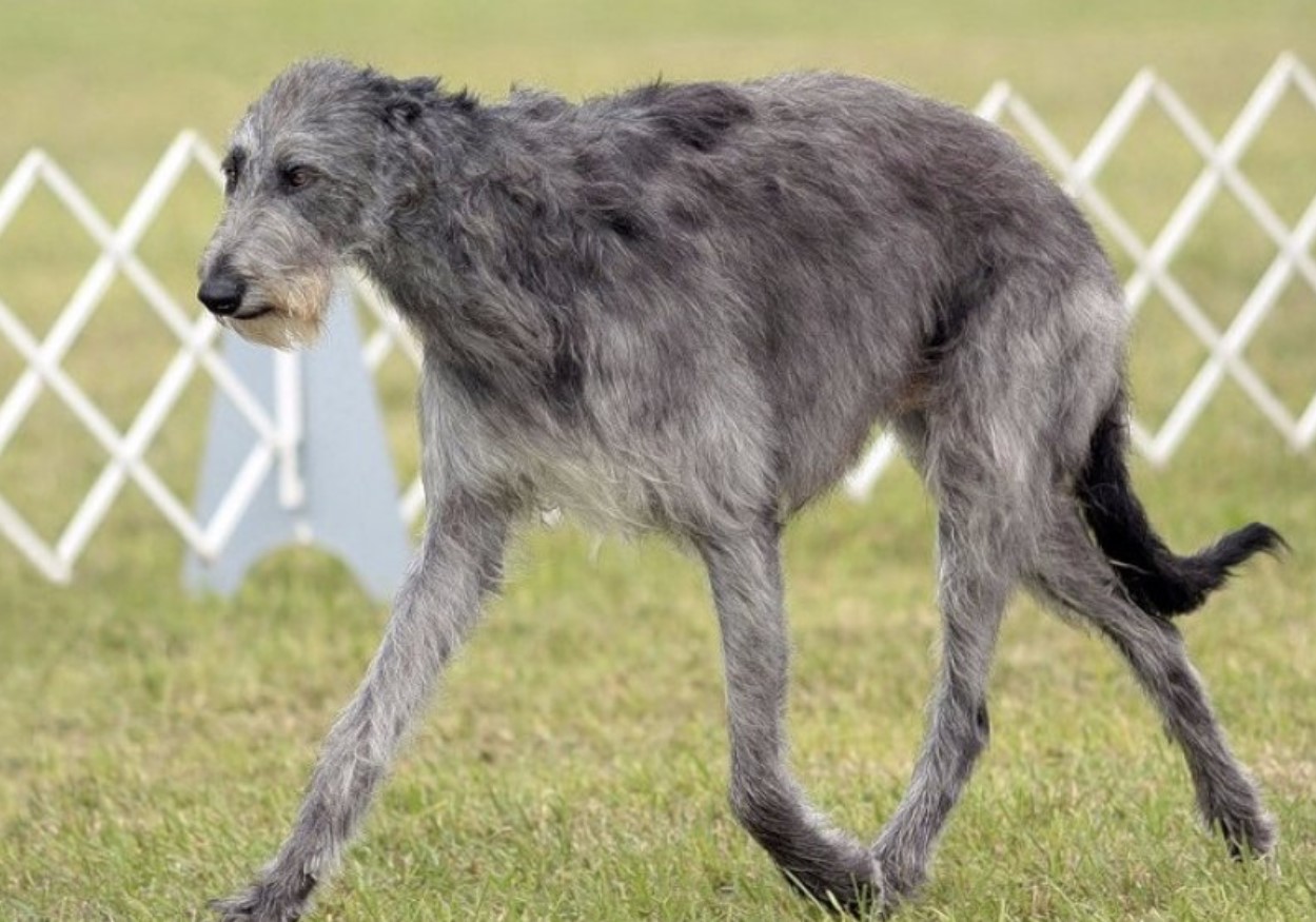 Hurtig jæger og kærlig ledsager: Deerhound (skotsk hjortehund)