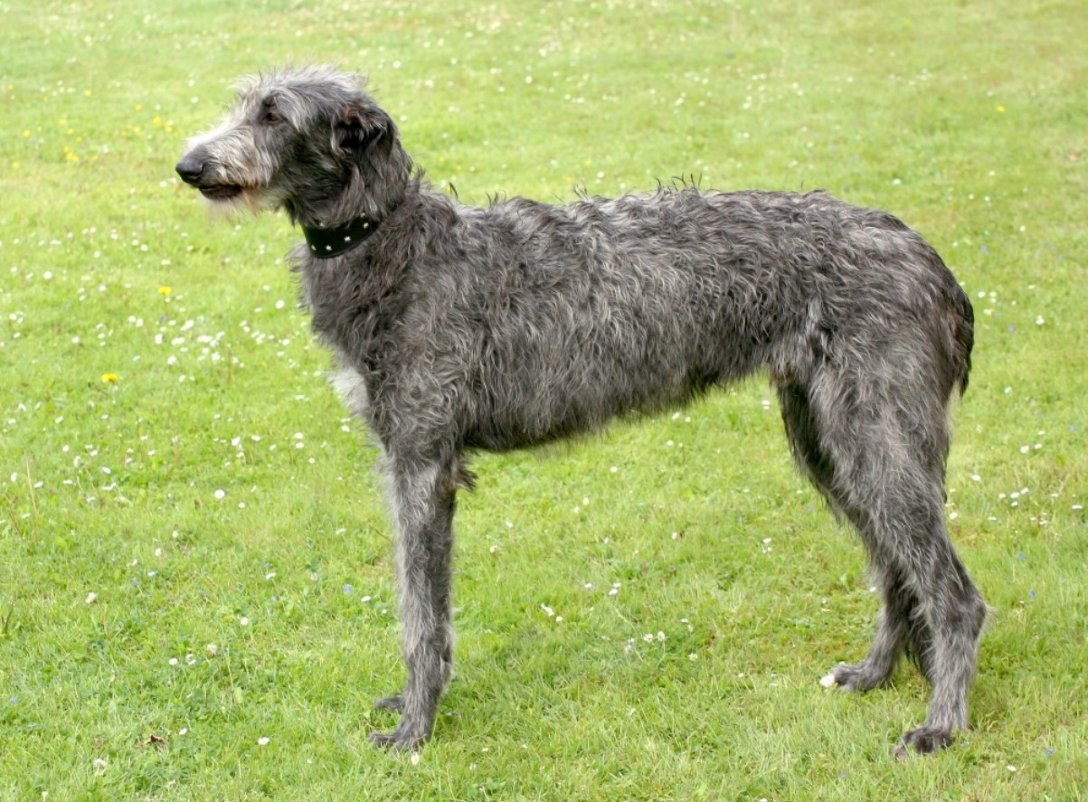 Hurtig jæger og kærlig ledsager: Deerhound (skotsk hjortehund)