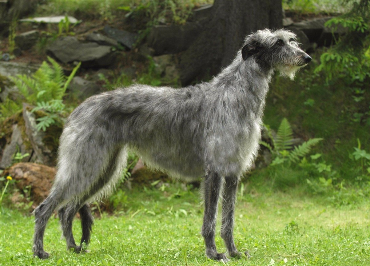 Hurtig jæger og kærlig ledsager: Deerhound (skotsk hjortehund)