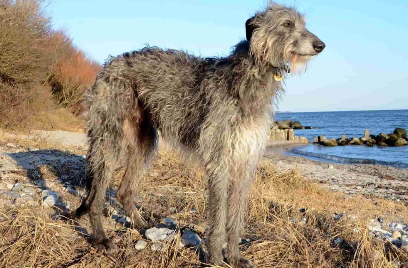 Hurtig jæger og kærlig ledsager: Deerhound (skotsk hjortehund)