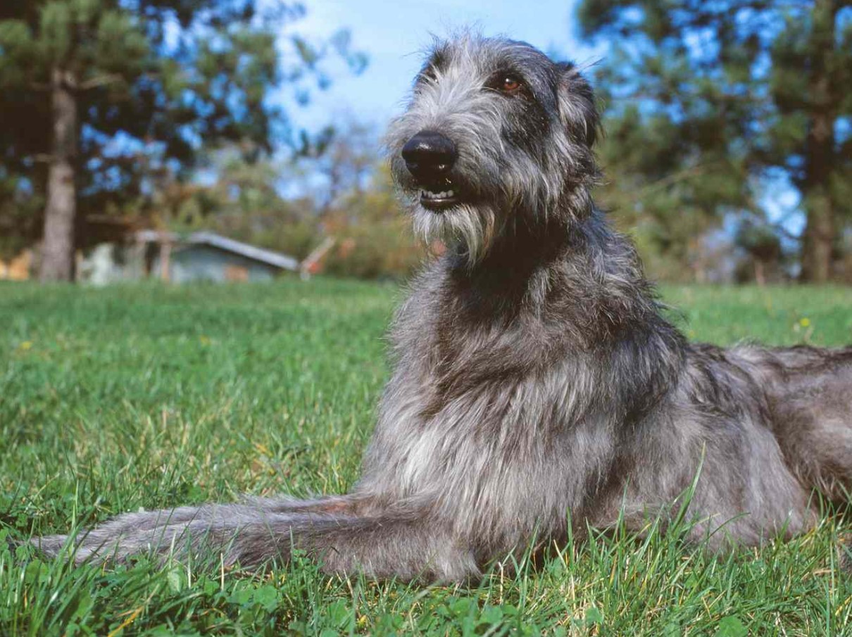Hurtig jæger og kærlig ledsager: Deerhound (skotsk hjortehund)