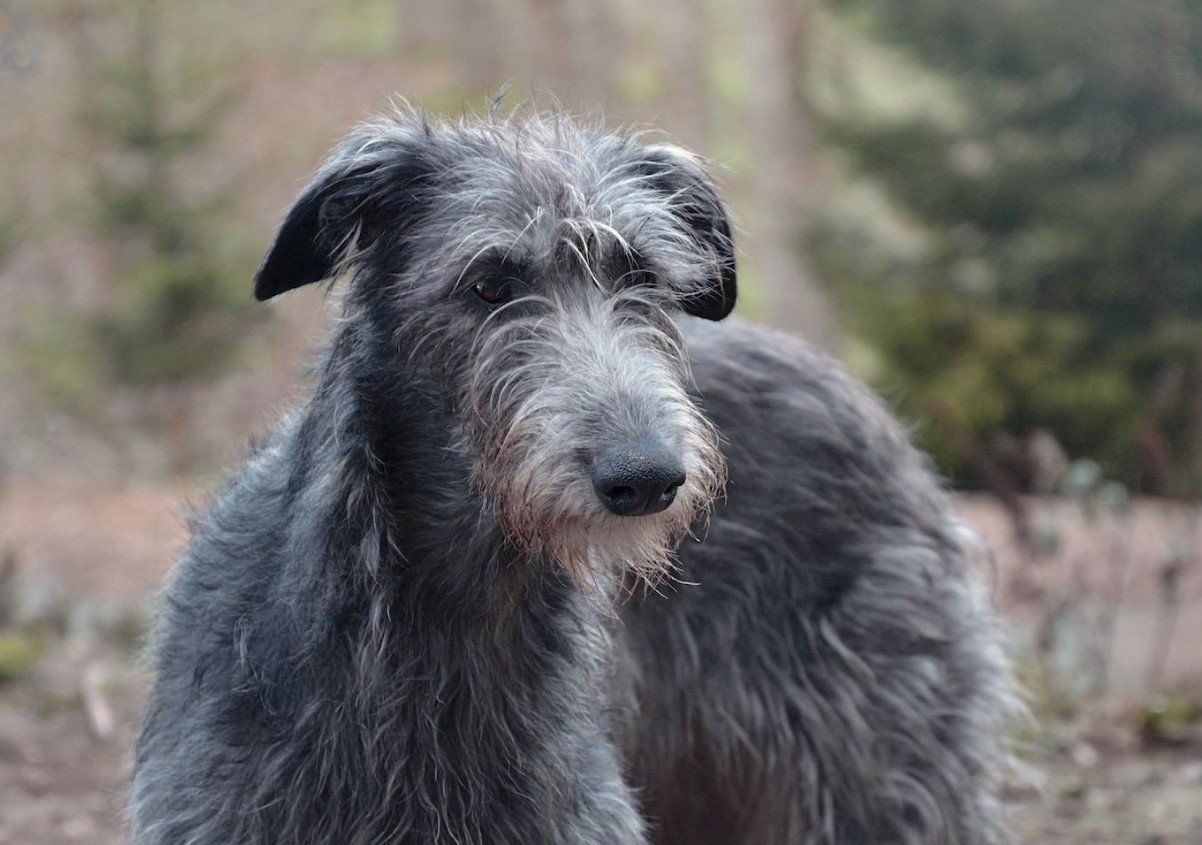 Hurtig jæger og kærlig ledsager: Deerhound (skotsk hjortehund)