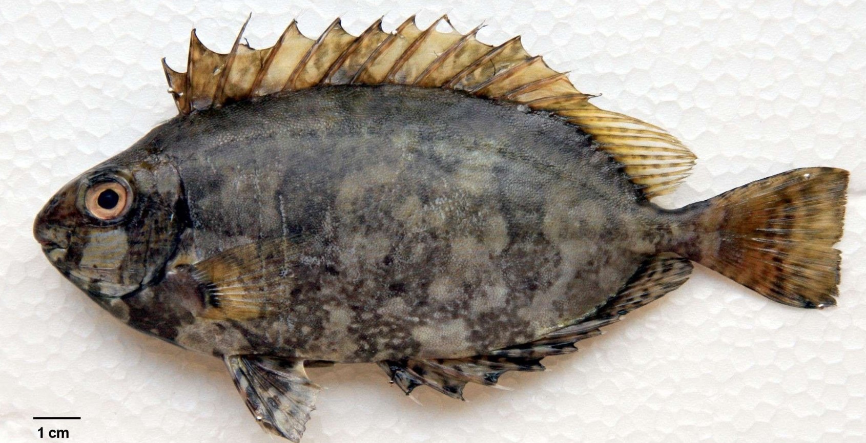 Siganus rivulatus