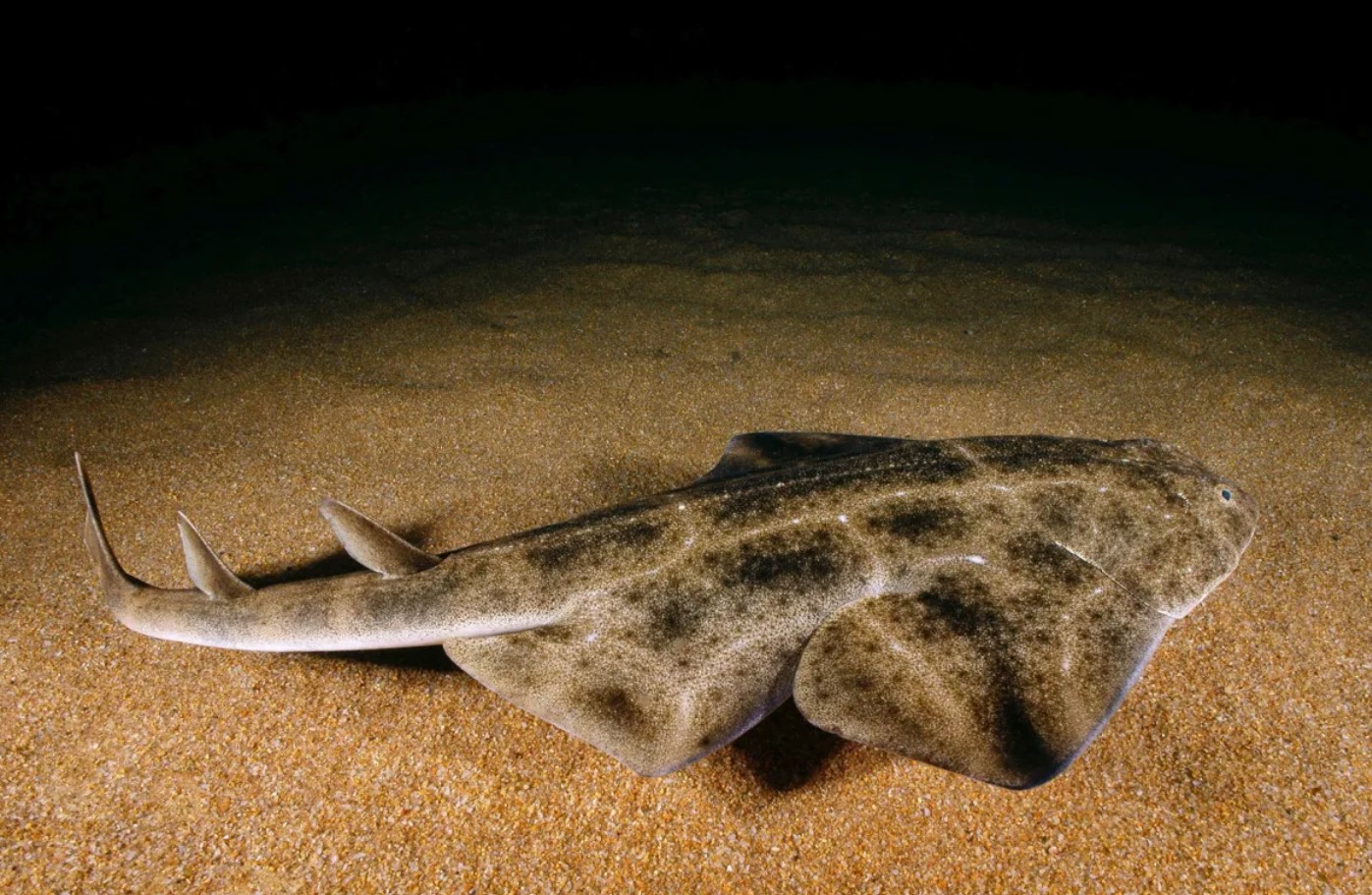 Squatina squatina