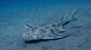Squatina squatina