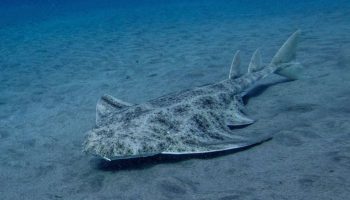 Squatina squatina