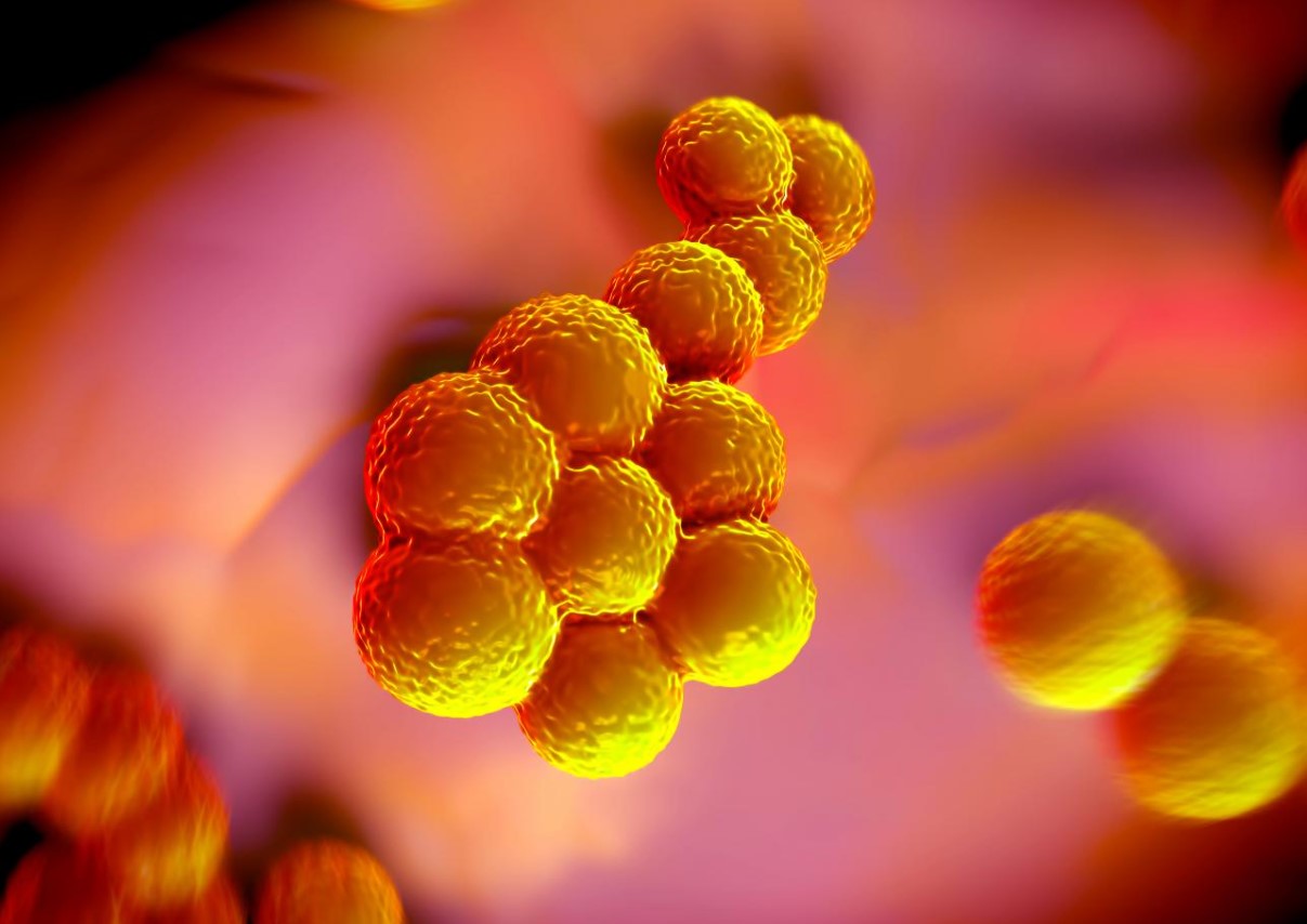 Staphylococcus aureus