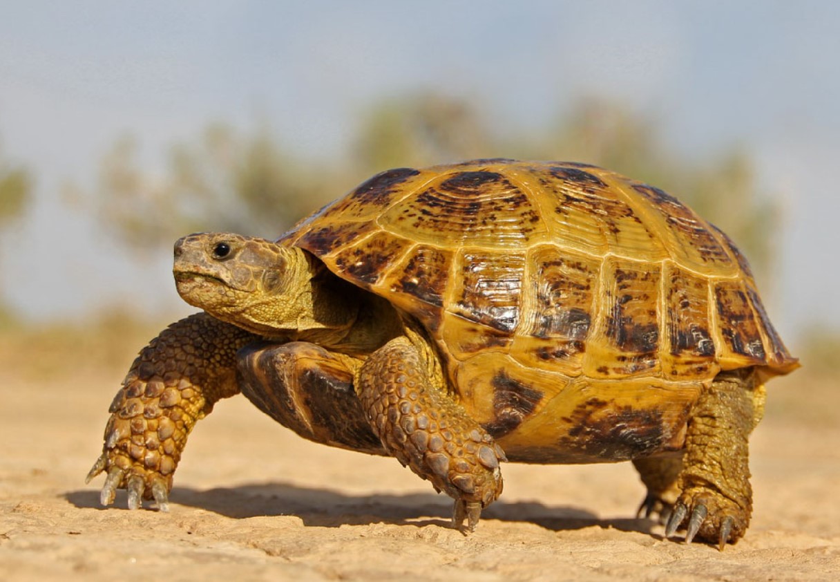 Steppeskildpadden — det første hvirveldyr, der fløj til månen